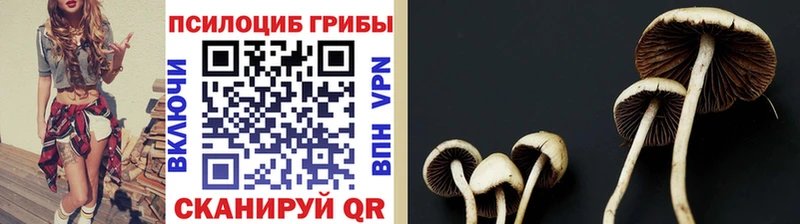 ссылка на мегу маркетплейс  Туран  Псилоцибиновые грибы GOLDEN TEACHER 